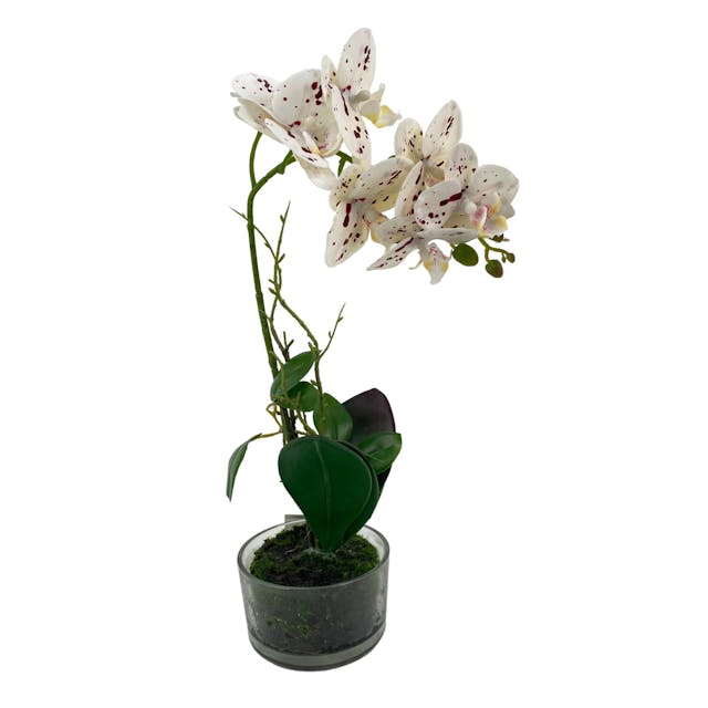 ORQUIDEA DECOR X34CM